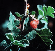 Drought Tolerant Plants